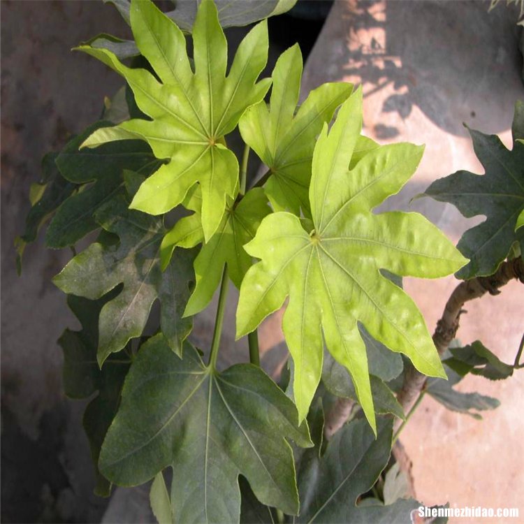 绿植批发浙江 浙江绿植花卉基地