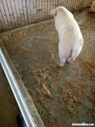 猪吃食后呕吐中药怎么治 中猪吃了又吐,吐了又吃买什么药