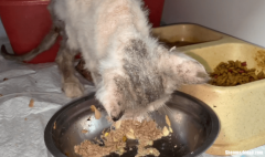 猫咪吃骨头了吐怎么办 猫咪吃骨头吐血怎么自愈