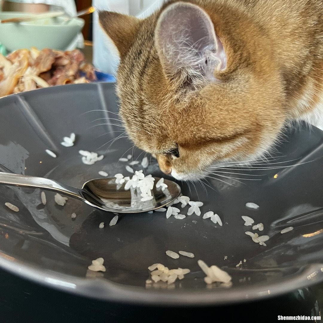 猫咪吃骨头了吐怎么办 猫咪吃骨头吐血怎么自愈