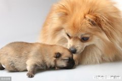 狗狗生理期要多久 狗狗生理期多久换一次生理裤