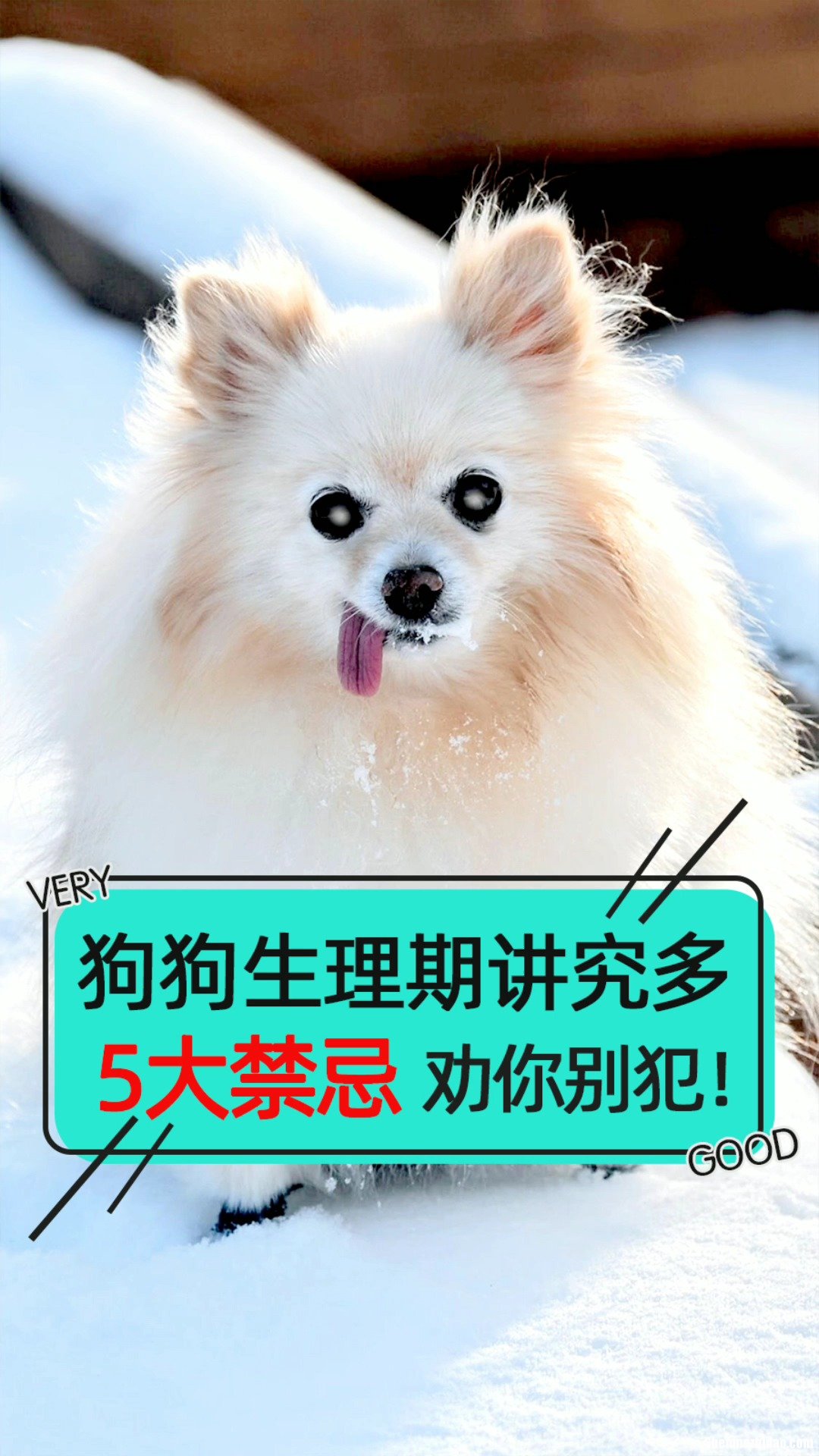 狗狗生理期要多久 狗狗生理期多久换一次生理裤