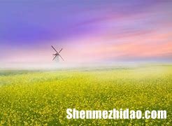 杨馨月这个名字打多少分 杨馨这个名字的含义是什么