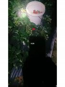保持新鲜怎么做 保持新鲜怎么做核酸检测