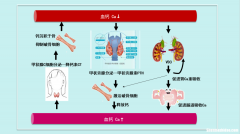 打降钙素一个疗程多久 打降钙素一个疗程多久可以怀孕