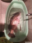 鳜鱼怎么收拾 鳜鱼怎么收拾干净视频