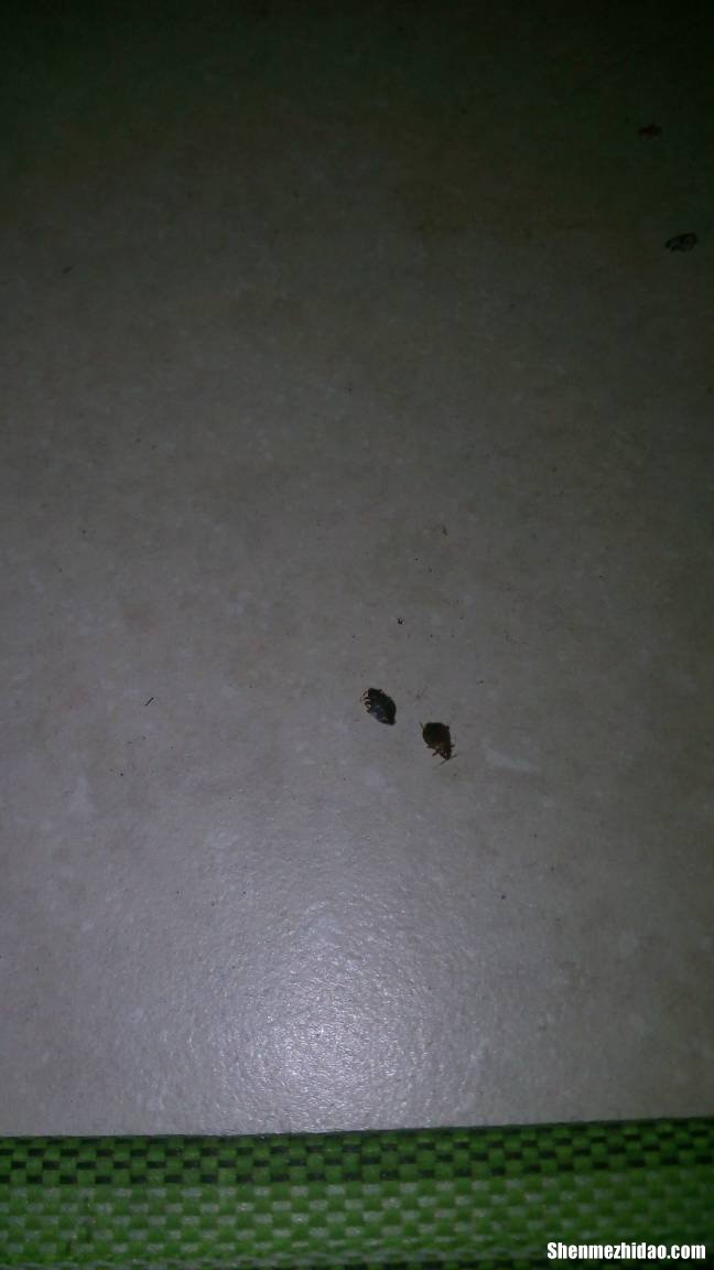 臭虫不吸血能活多久 床上放什么臭虫不敢来