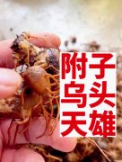 附子怎么存放 附子能放冰箱吗