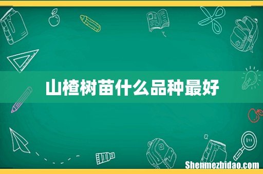 山楂树苗什么品种最好