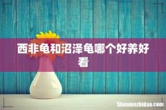 西非龟和沼泽龟哪个好养好看