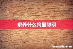 家养什么狗最聪明