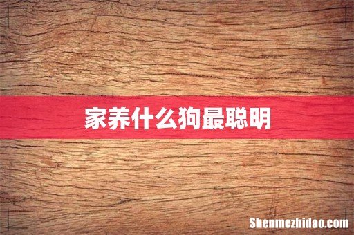 家养什么狗最聪明