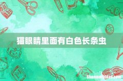 猫眼睛里面有白色长条虫