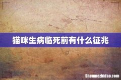 猫咪生病临死前有什么征兆