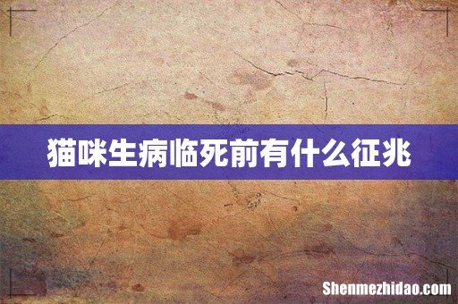 猫咪生病临死前有什么征兆