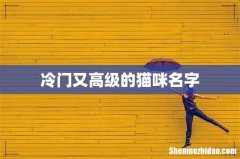 冷门又高级的猫咪名字