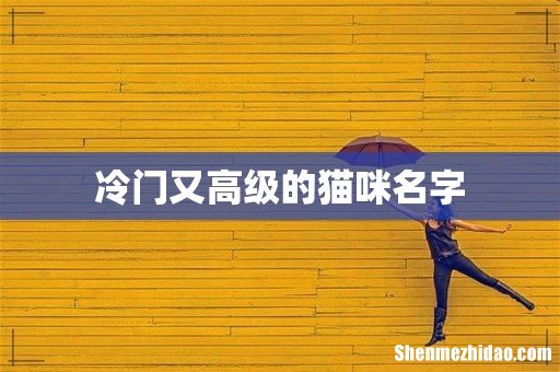 冷门又高级的猫咪名字