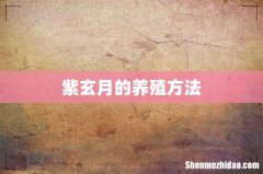 紫玄月的养殖方法