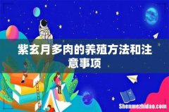 紫玄月多肉的养殖方法和注意事项