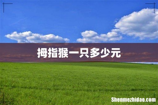 拇指猴一只多少元