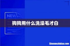 狗狗用什么洗澡毛才白