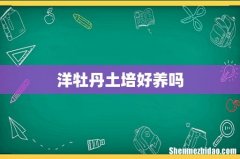 洋牡丹土培好养吗