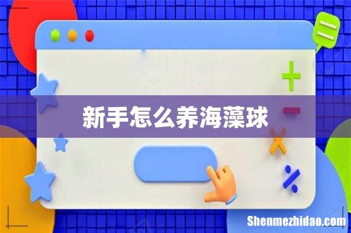 新手怎么养海藻球