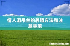 情人泪吊兰的养殖方法和注意事项