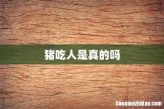 猪吃人是真的吗