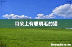 耳朵上有聪明毛的猫