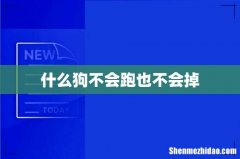 什么狗不会跑也不会掉