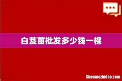 白芨苗批发多少钱一棵