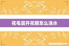 花毛茛开花期怎么浇水