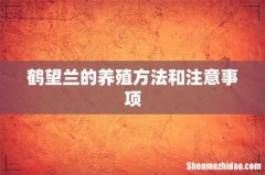 鹤望兰的养殖方法和注意事项