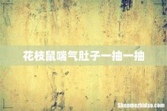 花枝鼠喘气肚子一抽一抽