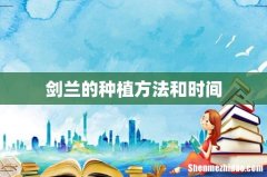 剑兰的种植方法和时间