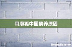 耳廓狐中国禁养原因