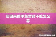 买回来的甲鱼暂时不吃怎么养