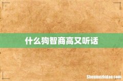什么狗智商高又听话