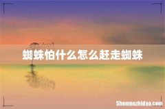 蜘蛛怕什么怎么赶走蜘蛛