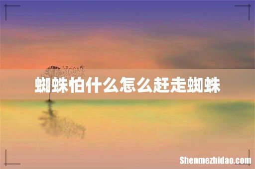蜘蛛怕什么怎么赶走蜘蛛