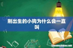 刚出生的小狗为什么会一直叫