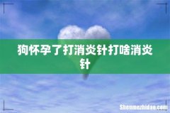 狗怀孕了打消炎针打啥消炎针