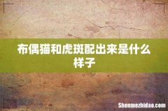 布偶猫和虎斑配出来是什么样子