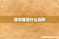 胖灰猫是什么品种