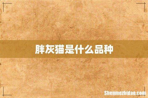 胖灰猫是什么品种