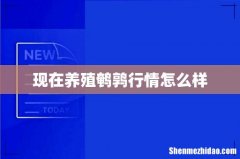现在养殖鹌鹑行情怎么样