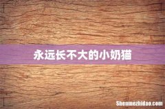 永远长不大的小奶猫