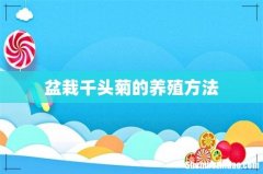 盆栽千头菊的养殖方法
