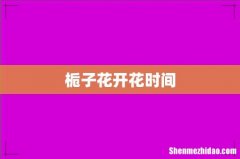 栀子花开花时间